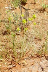 Ptilotus gaudichaudii