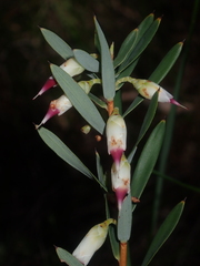 Conostephium pendulum