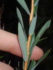 Conostephium pendulum