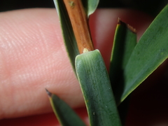 Conostephium pendulum