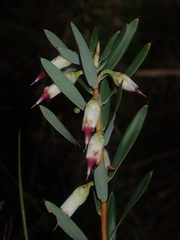 Conostephium pendulum