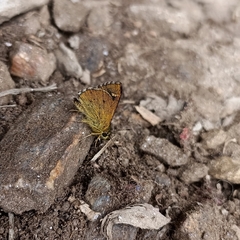 Sovia separata