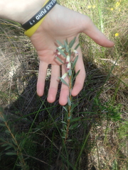 Conostephium pendulum