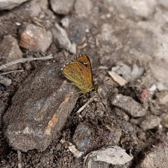 Sovia separata
