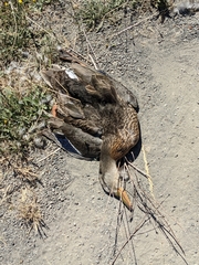 Anas platyrhynchos