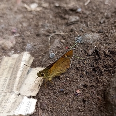 Sovia separata