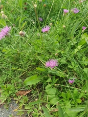 Centaurea jacea jacea