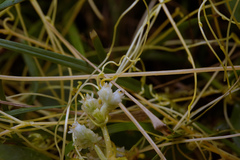 Cuscuta chinensis