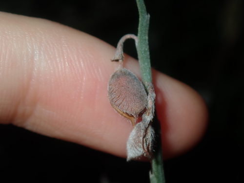 Image of Jacksonia sericea by (c) Thomas Mesaglio, some rights reserved (CC BY)