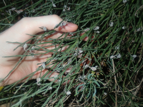 Image of Jacksonia sericea by (c) Thomas Mesaglio, some rights reserved (CC BY)