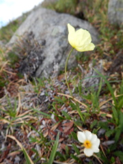 Papaver radicatum
