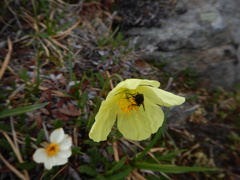 Papaver radicatum