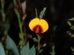 Daviesia nudiflora