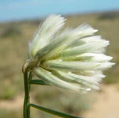 Ptilotus divaricatus
