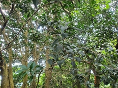 Osmanthus enervius