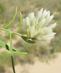 Ptilotus divaricatus