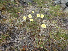 Papaver radicatum