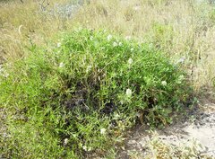Ptilotus divaricatus