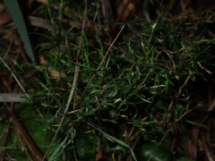 Desmocladus flexuosus