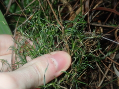 Desmocladus flexuosus