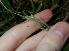 Desmocladus flexuosus