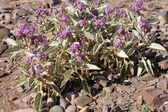 Solanum quadriloculatum