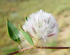 Ptilotus axillaris