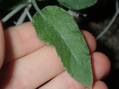 Pithocarpa cordata