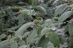Miconia capitellata
