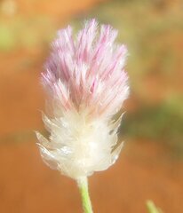 Ptilotus helipteroides