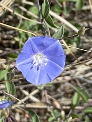 Jacquemontia smithii