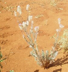 Ptilotus helipteroides