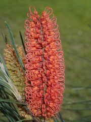 Hakea bucculenta
