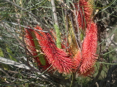 Hakea bucculenta