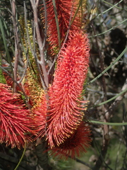 Hakea bucculenta