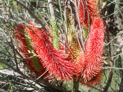 Hakea bucculenta