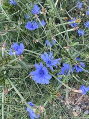 Cichorium intybus