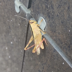 Eyprepocnemis plorans