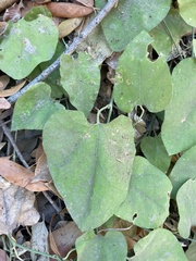 Aristolochia californica
