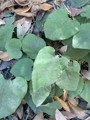 Aristolochia californica