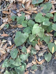 Aristolochia californica