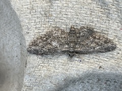 Eupithecia icterata