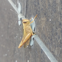 Eyprepocnemis plorans