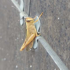 Eyprepocnemis plorans