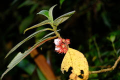 Glossoloma ichthyoderma