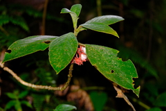 Glossoloma ichthyoderma