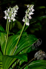 Calanthe calanthoides