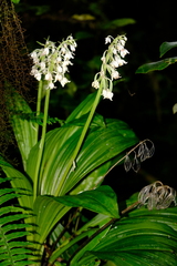 Calanthe calanthoides