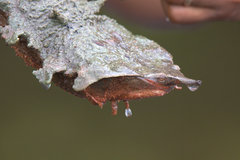 Orinoco Matamata photo 2