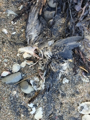 Pelecanoides urinatrix